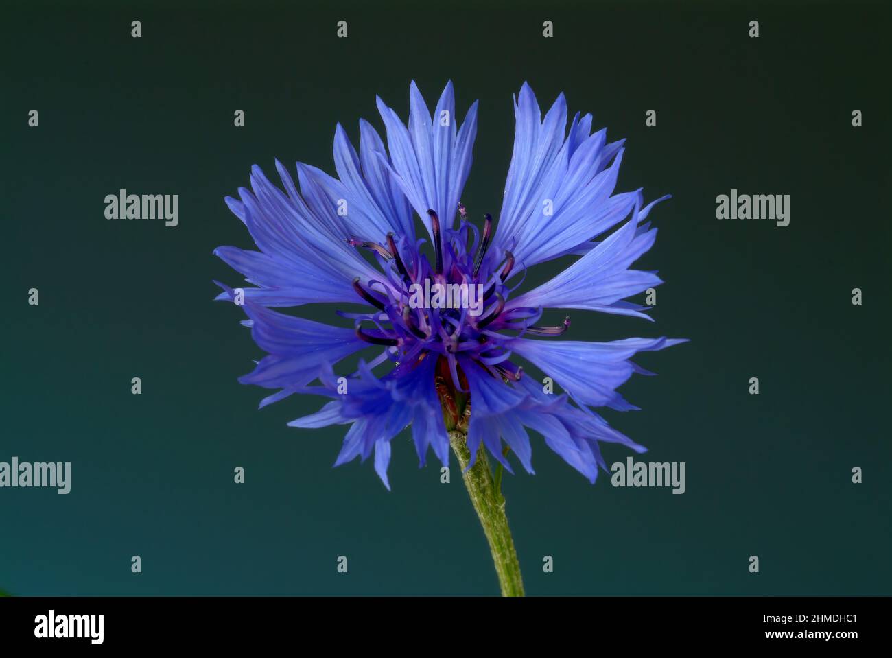 Kornblume, Centaurea cyanus, eine Pflanzenart aus der Gattung Centaurea innerhalb der Familie der Korbblütler. Die blaue Kornblume kommt als Heilpflan Stock Photo