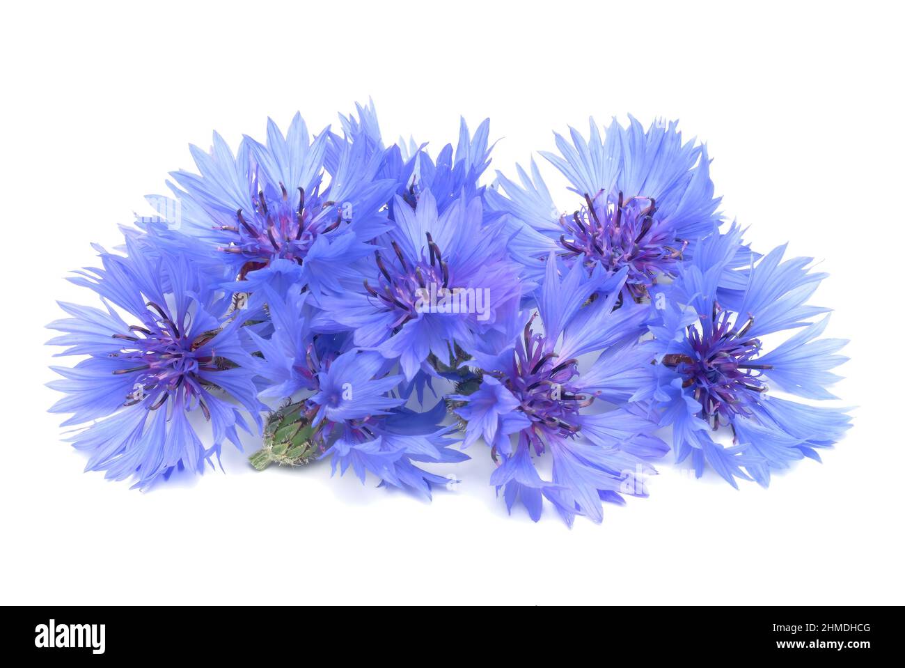 Kornblume, Centaurea cyanus, eine Pflanzenart aus der Gattung Centaurea innerhalb der Familie der Korbblütler. Die blaue Kornblume kommt als Heilpflan Stock Photo