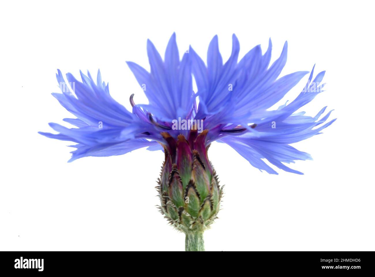 Kornblume, Centaurea cyanus, eine Pflanzenart aus der Gattung Centaurea innerhalb der Familie der Korbblütler. Die blaue Kornblume kommt als Heilpflan Stock Photo