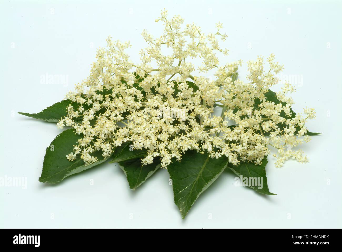 Holunder Busch Rinde Schwarze Holunder, Sambucus nigra, Heilpflanze, Holundersaft und die ...