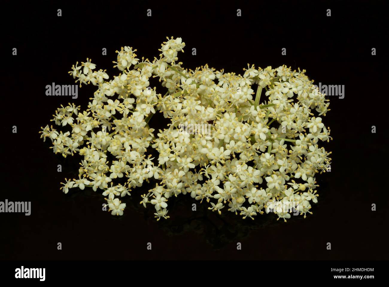 Holunder Busch Rinde Schwarze Holunder, Sambucus nigra, Heilpflanze, Holundersaft und die ...