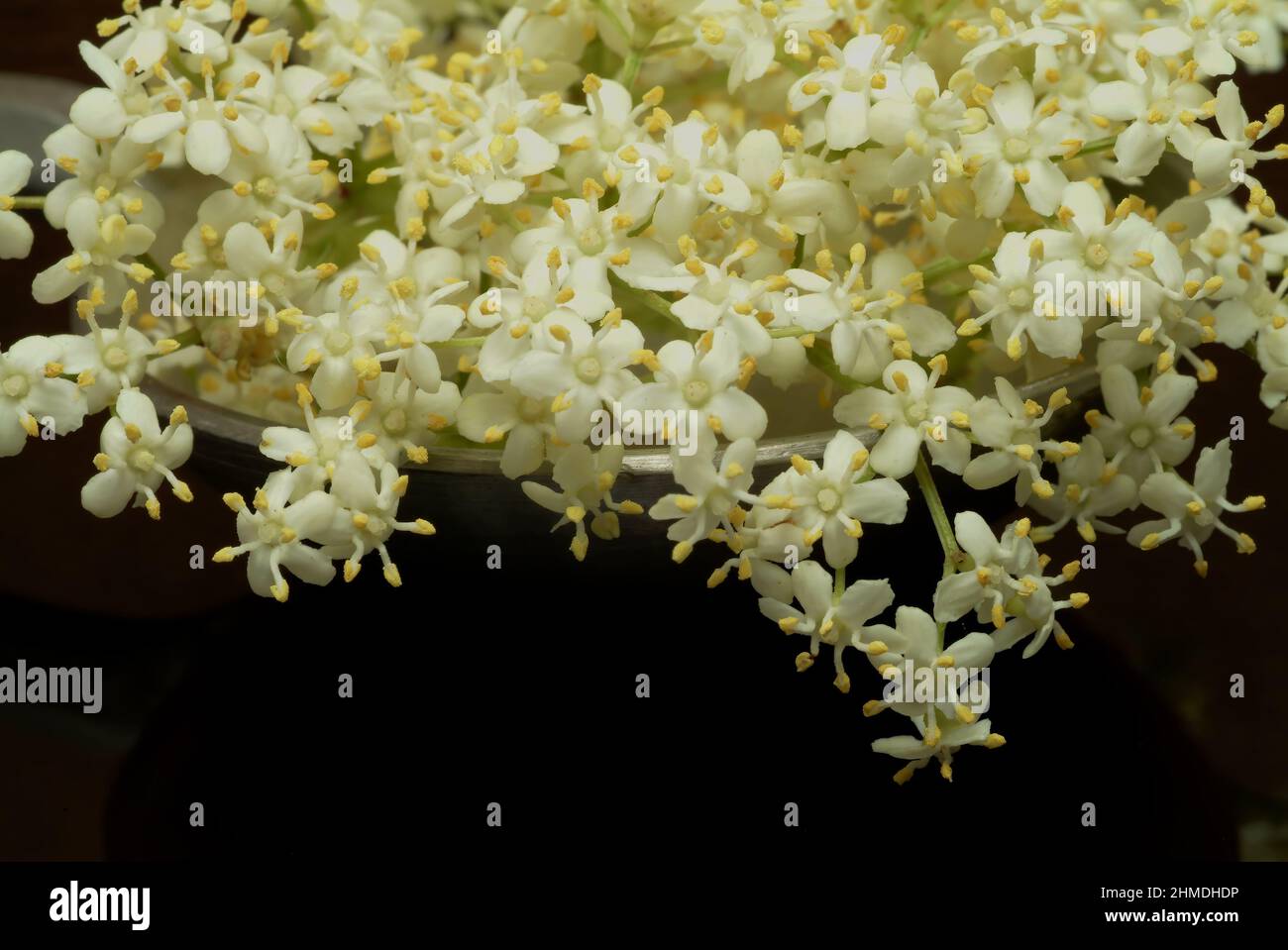 Schwarze Holunder, Sambucus nigra, Heilpflanze, Holundersaft und die ...