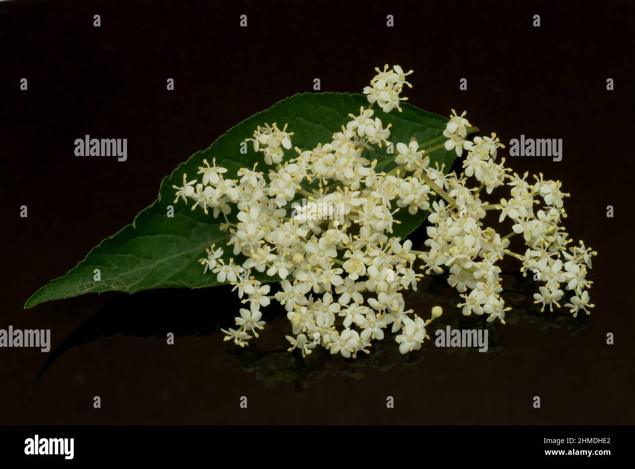 Sambucus nigra holunderbeeren hi-res stock photography and images - Alamy