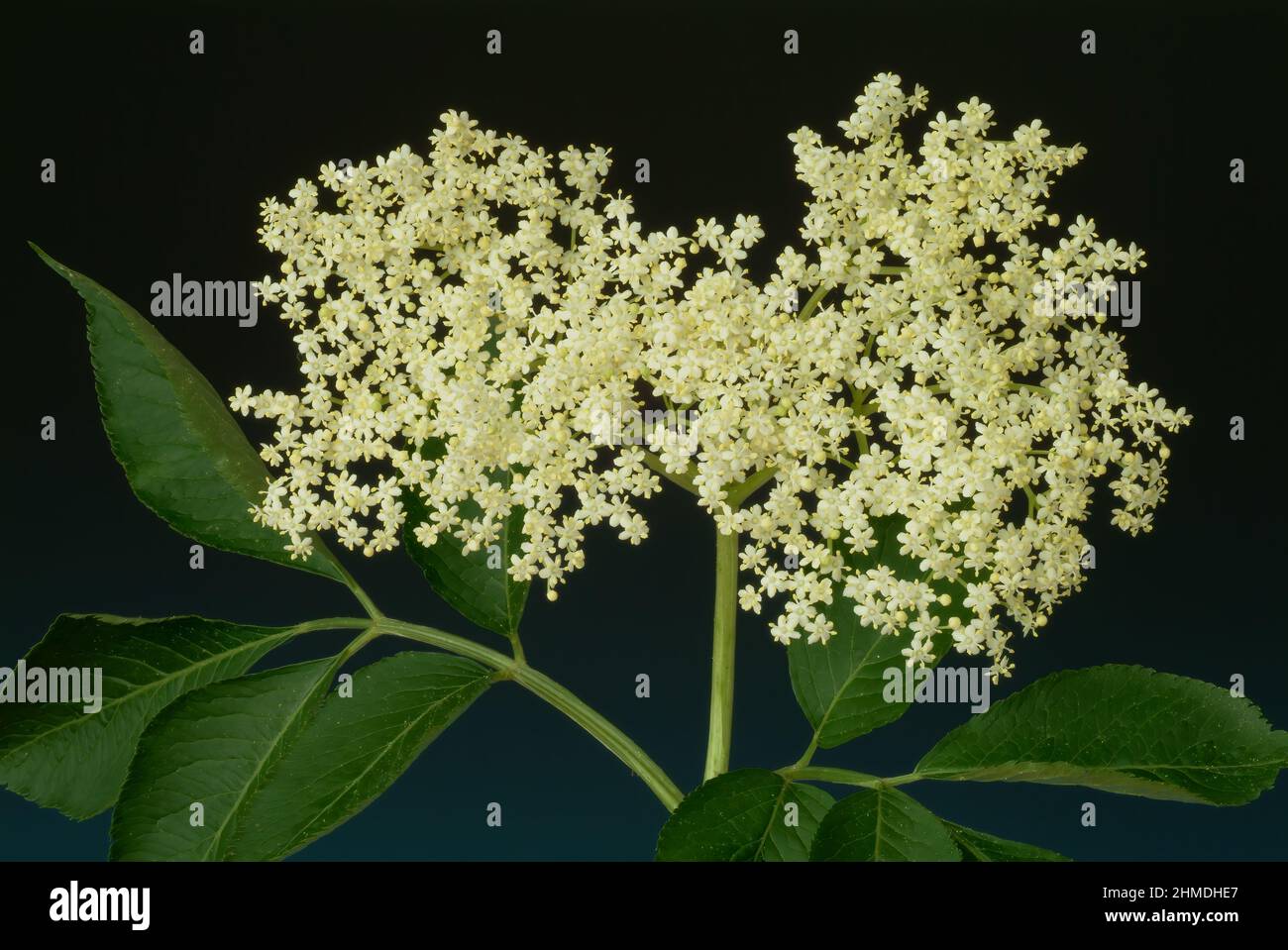 Holunder Busch Rinde Schwarze Holunder, Sambucus nigra, Heilpflanze, Holundersaft und die ...