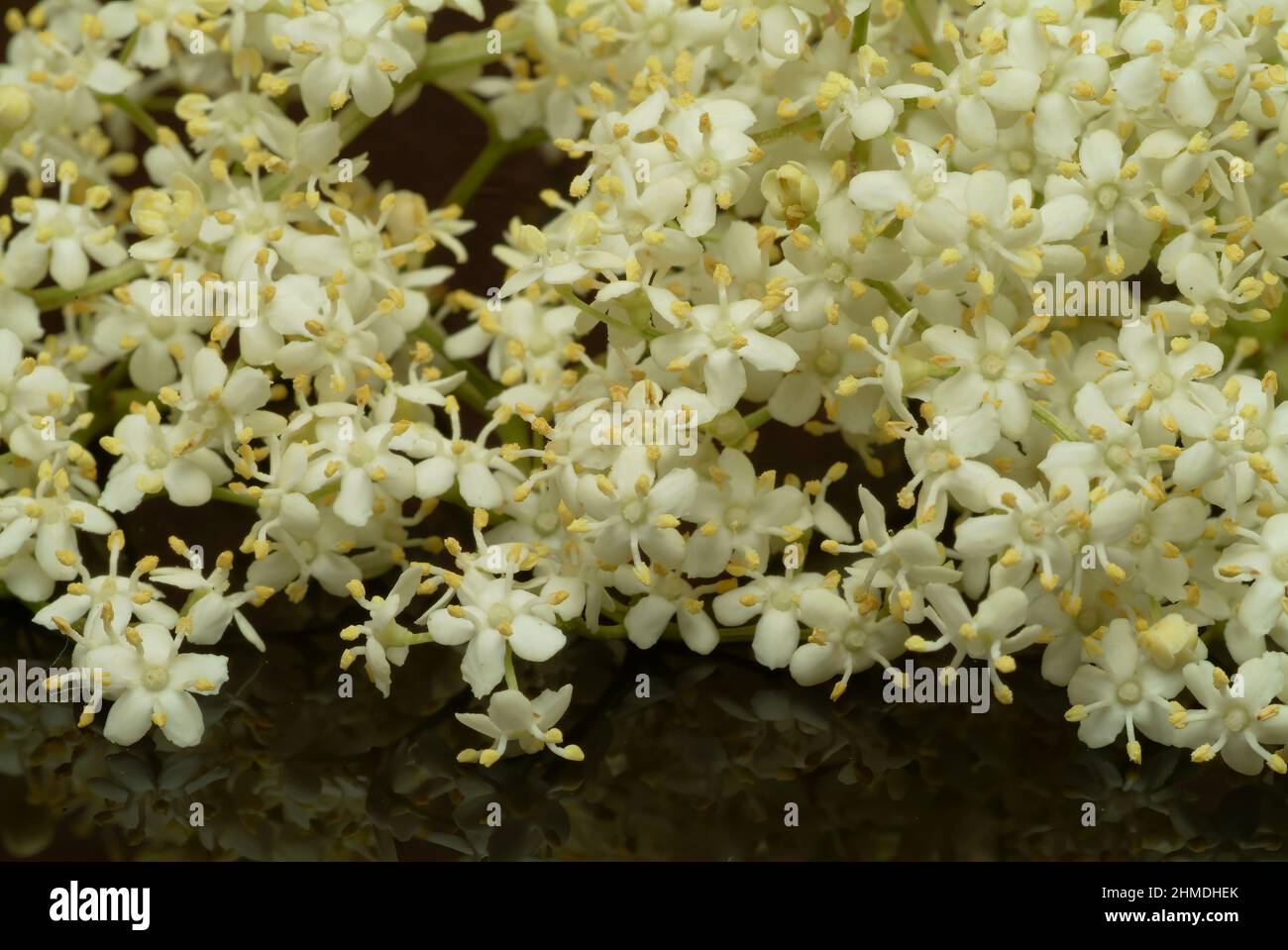 Schwarze Holunder, Sambucus nigra, Heilpflanze, Holundersaft und die ...