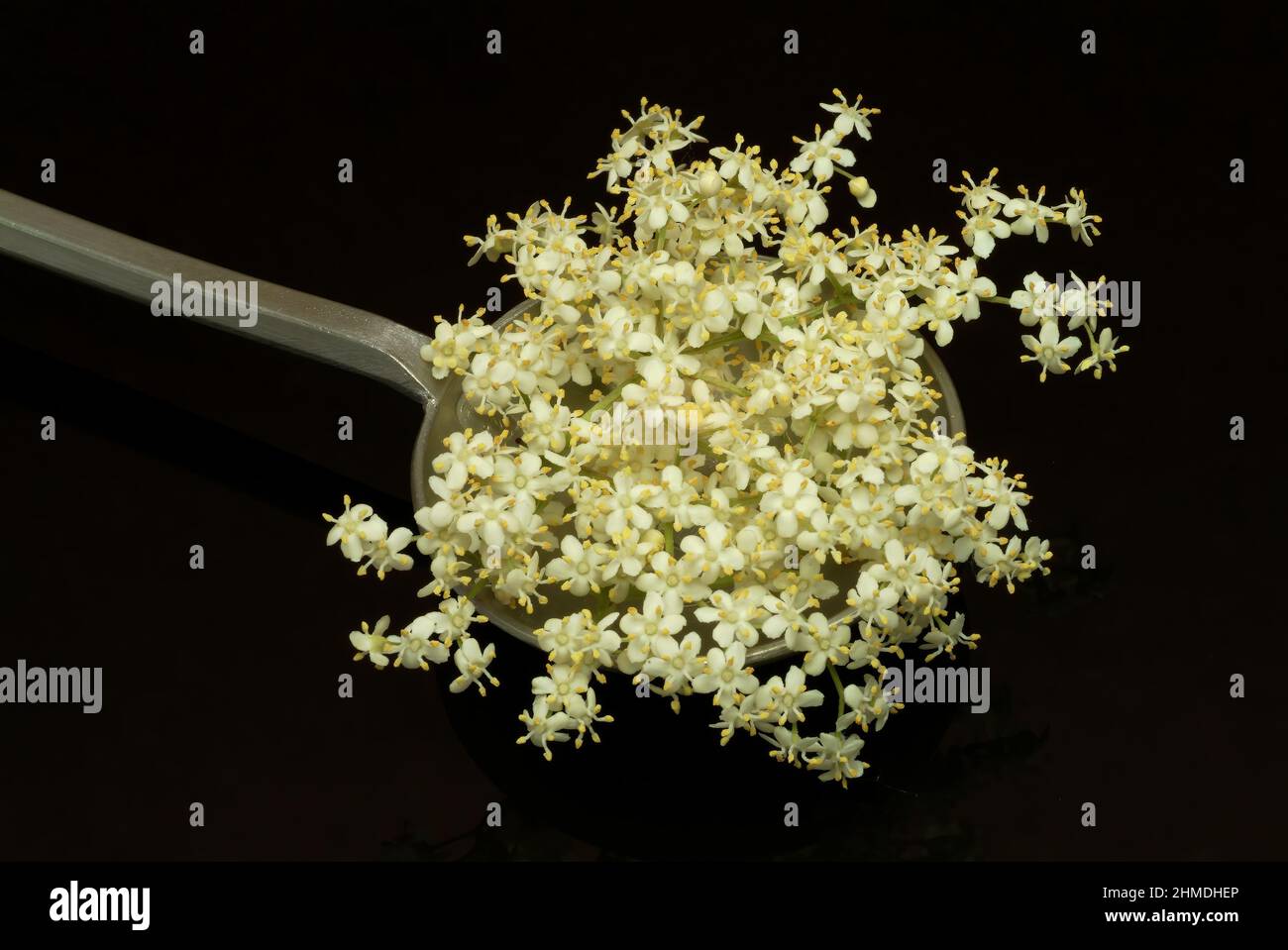 Sambucus nigra holunderbeeren hi-res stock photography and images - Alamy