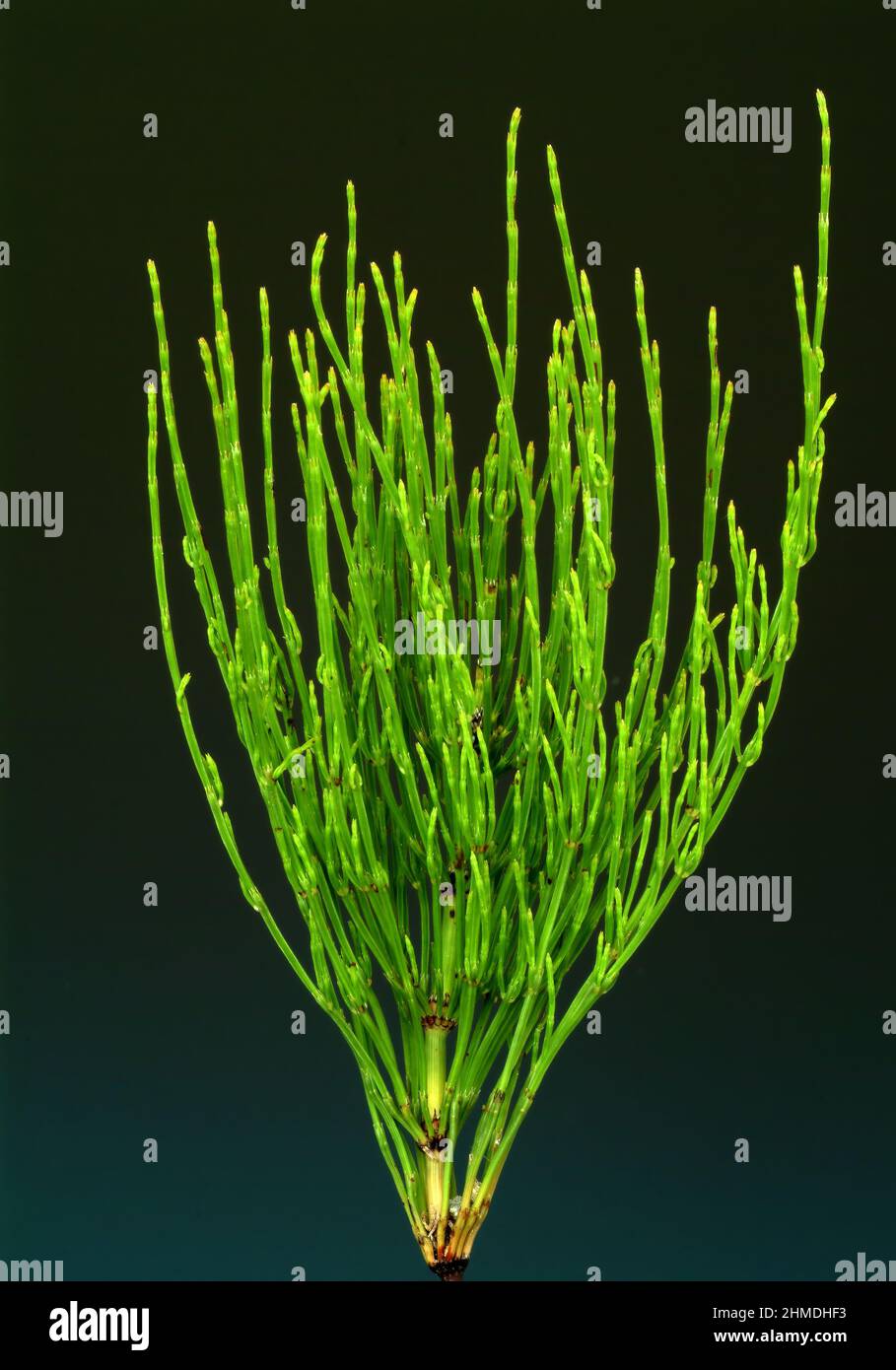 AckerSchachtelhalm, Equisetum arvense, auch Zinnkraut, AckerZinnkraut
