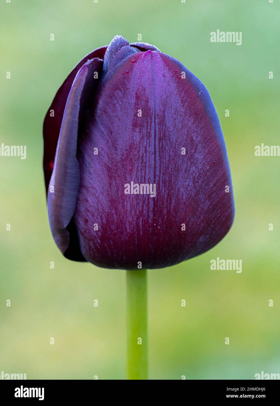 Tulipa Queen of the Night flower growing in the garden. Spring flowering purple black tulip bulb. Closeup. Stock Photo
