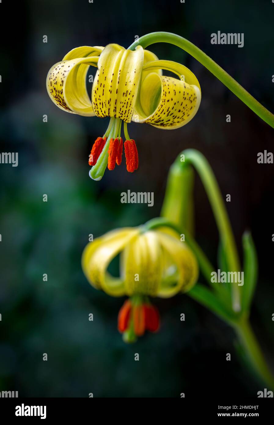 Vertical closeup image of two yellow turk's cap lily flowers blooming in the garden, with a dark green background. Lilium martagon. Stock Photo