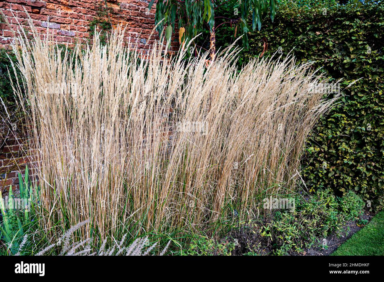 Calamagrostis acutiflora karl foerster, feather reed-grass, poaceae.Providing height and structure in tha late summer garden. Stock Photo