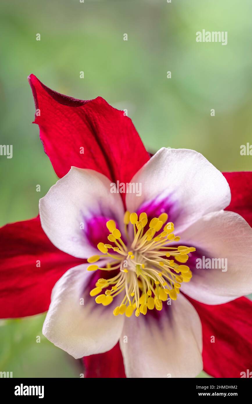 Macro photo of a single red and white aquilegia glandulosa flower on a green background. Copy space. Stock Photo