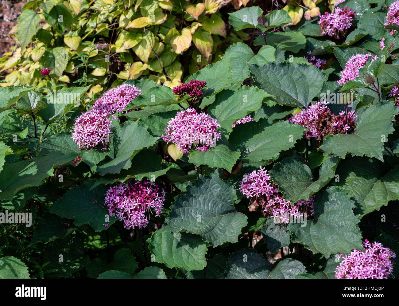 Clerodendrum foetidum, Lamiaceae, clerodendrum bungei, glory flower. Pink blooms or flowers. Stock Photo