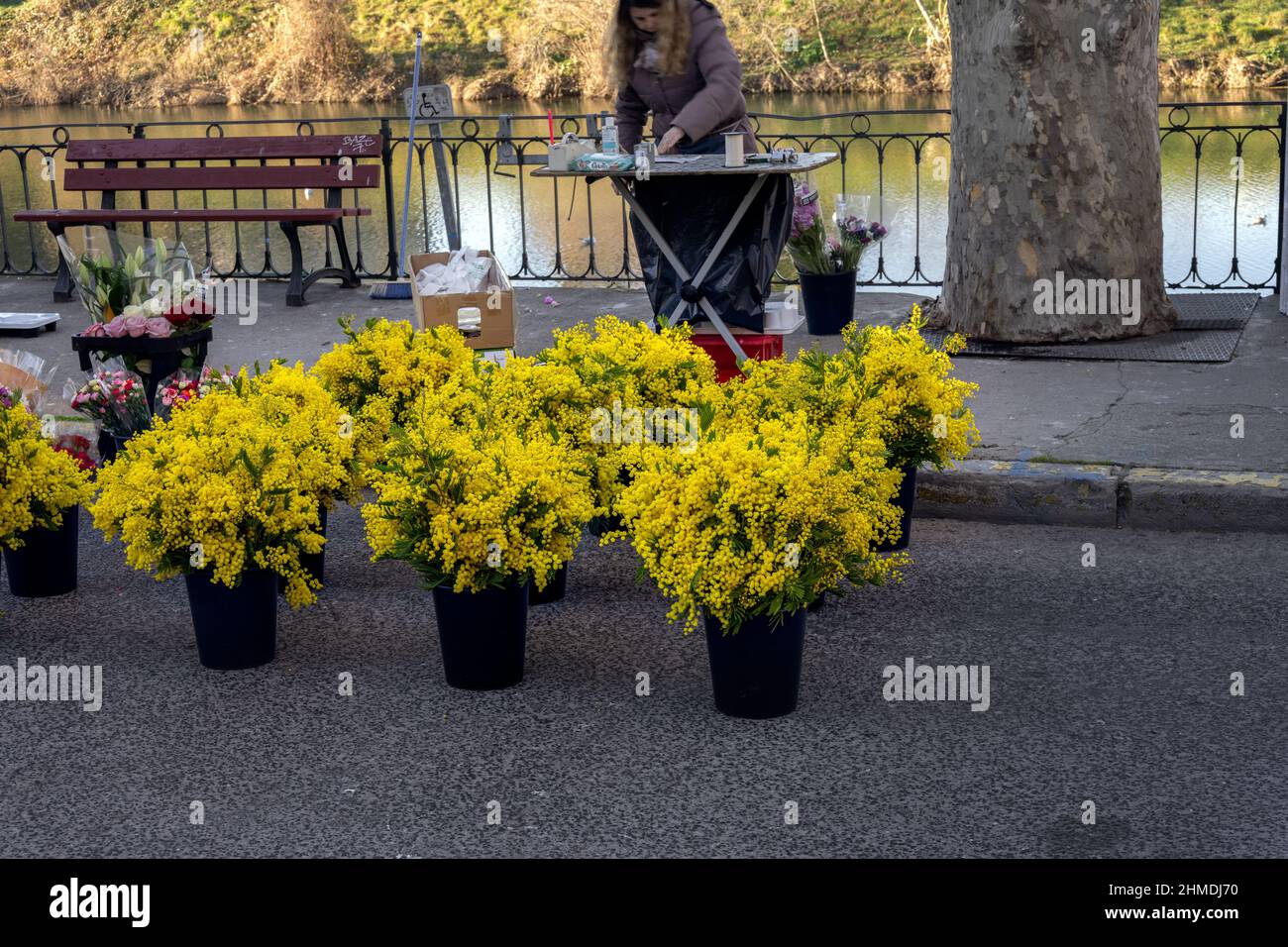 SOMMIERES, FRANCE - FEBRUARY 5th, 2022: Flower stall selling big bunches of mimosa on the market in Sommières, Gard, South of France Stock Photo