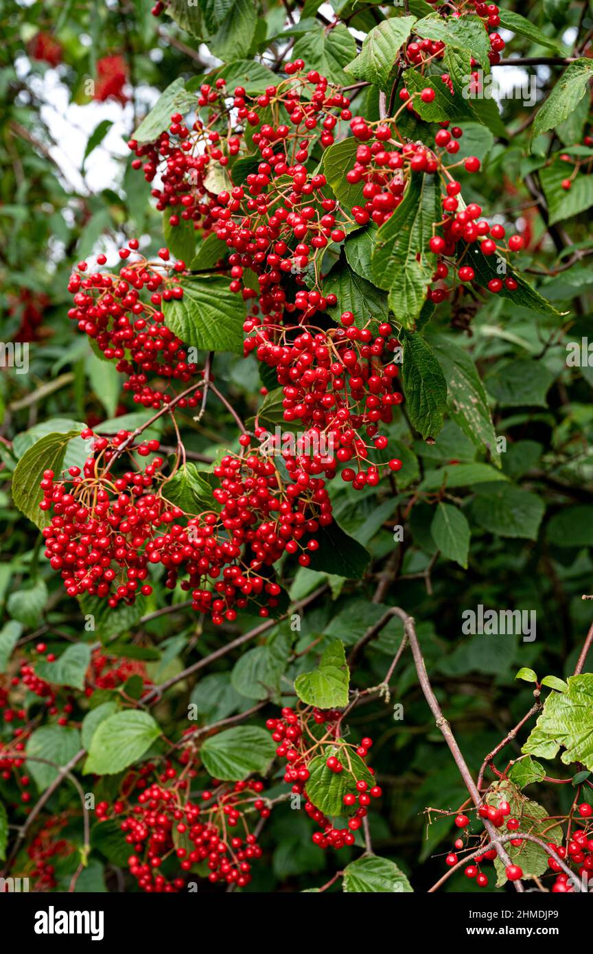 viburnum betulifolium,birch leaf viburnum,red,birchleaf viburnum,berries Stock Photo