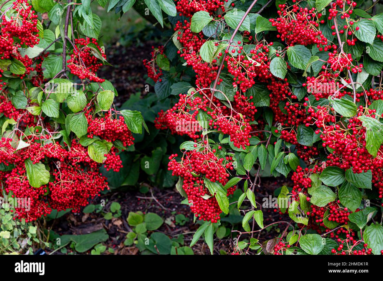 viburnum betulifolium,birch leaf viburnum,red,birchleaf viburnum,berries Stock Photo