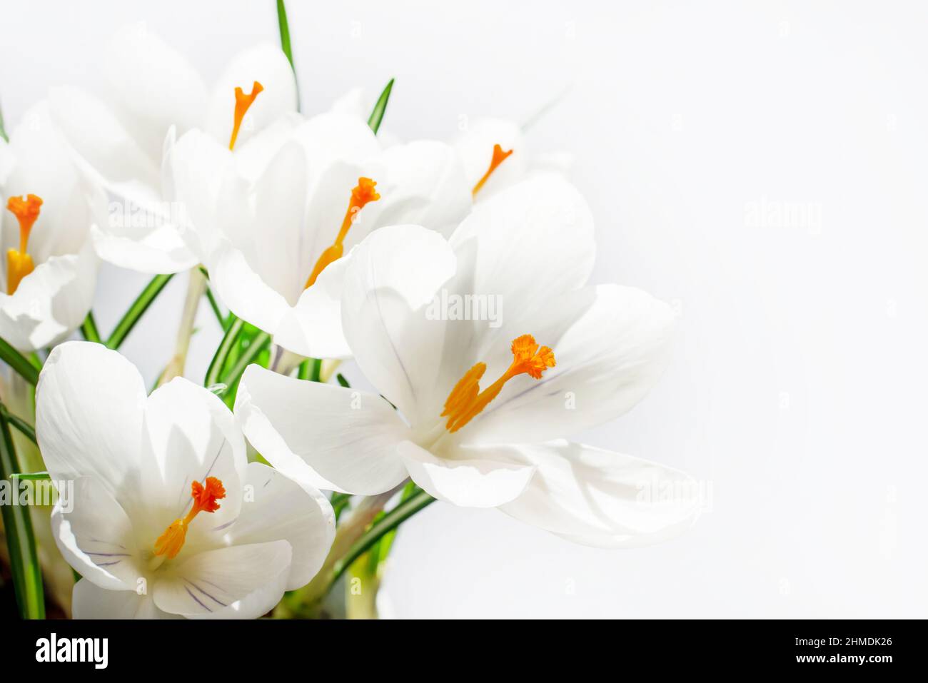 White crocuses in spring on white background with copy space Stock Photo