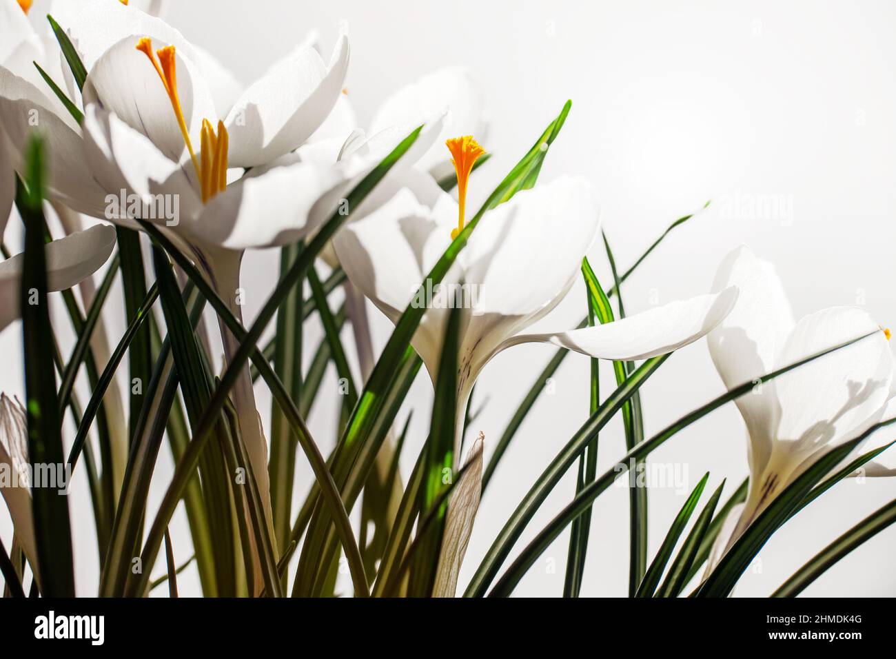 White crocuses in spring on white background with copy space Stock Photo