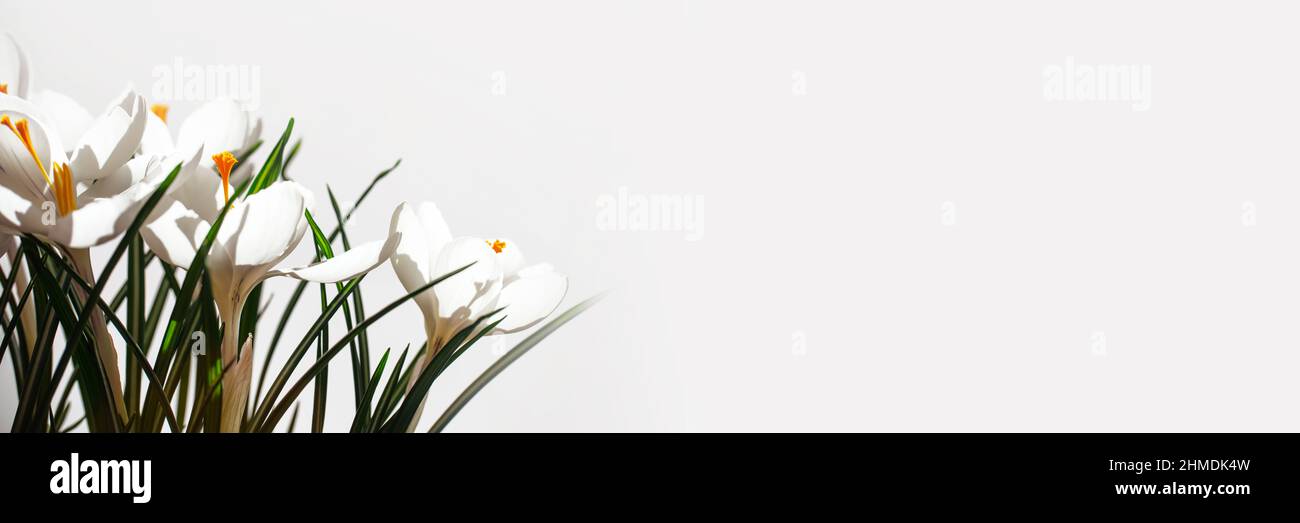 Panorama of white crocuses on white background, panoramic spring banner with copy space Stock Photo