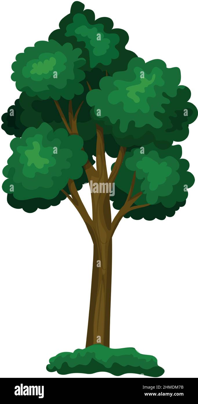 Realistic green deciduous tree isolated on white background - Vector ...