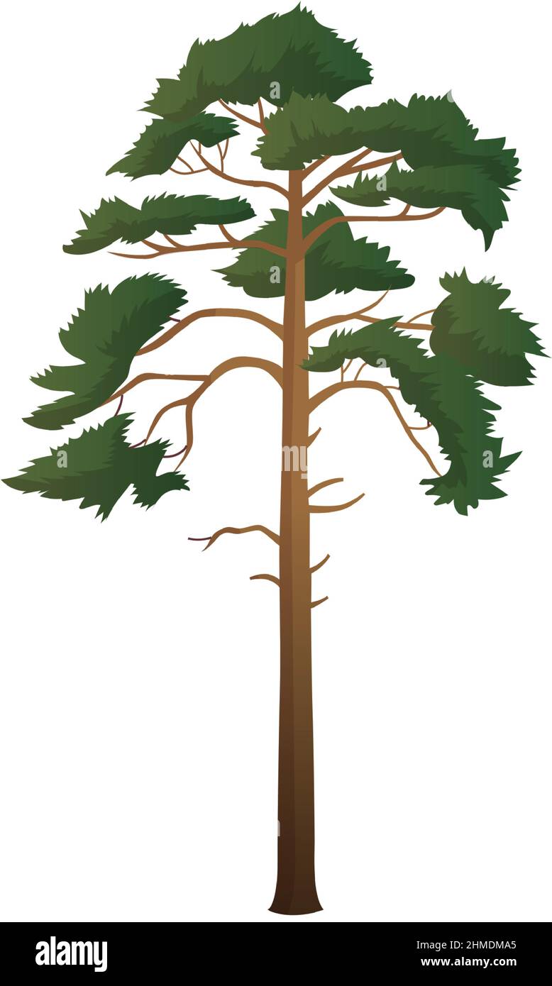Realistic green tall pine tree isolated on white background Vector