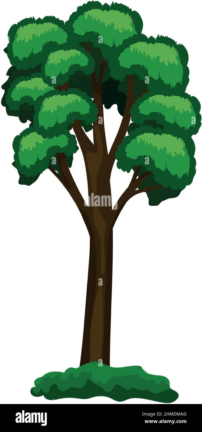 Realistic green tall pine tree isolated on white background - Vector ...