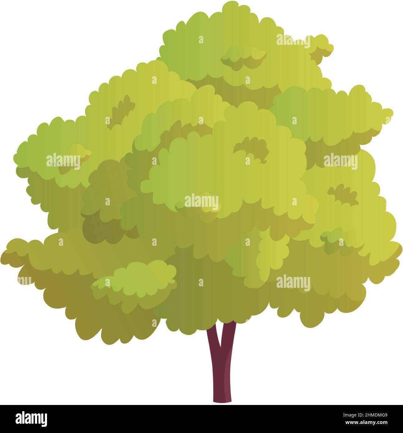 Realistic green deciduous tree isolated on white background - Vector ...