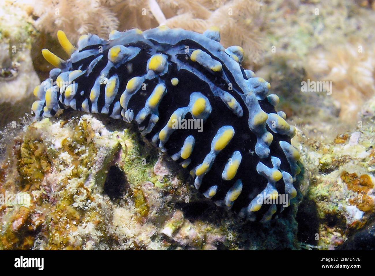 A Varicose Wart Slug (Phyllidia Varicosa) in the Red Sea, Egypt Stock Photo
