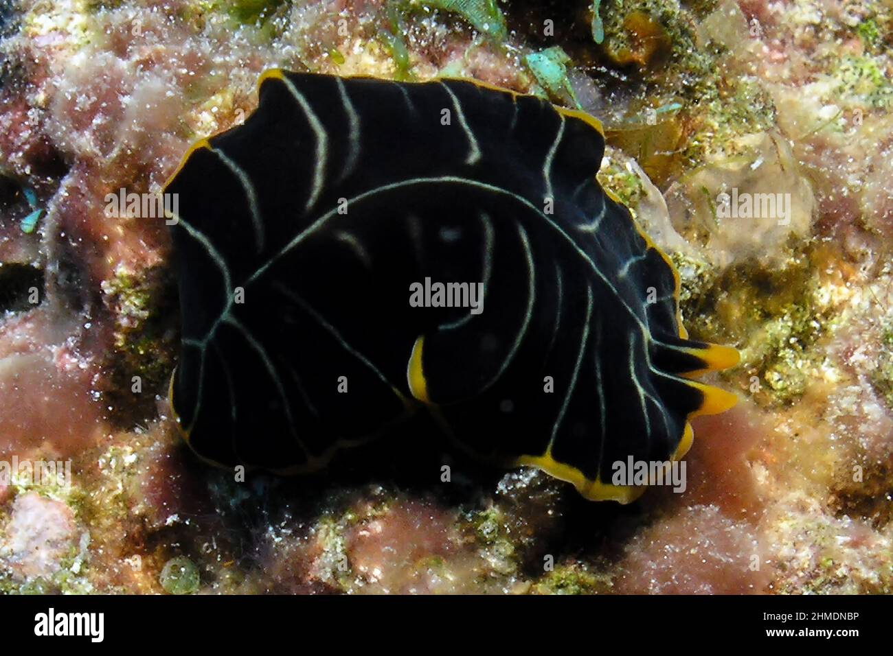 A Divided Flatworm (Pseudoceros dimidiatus) in the Red Sea Stock Photo