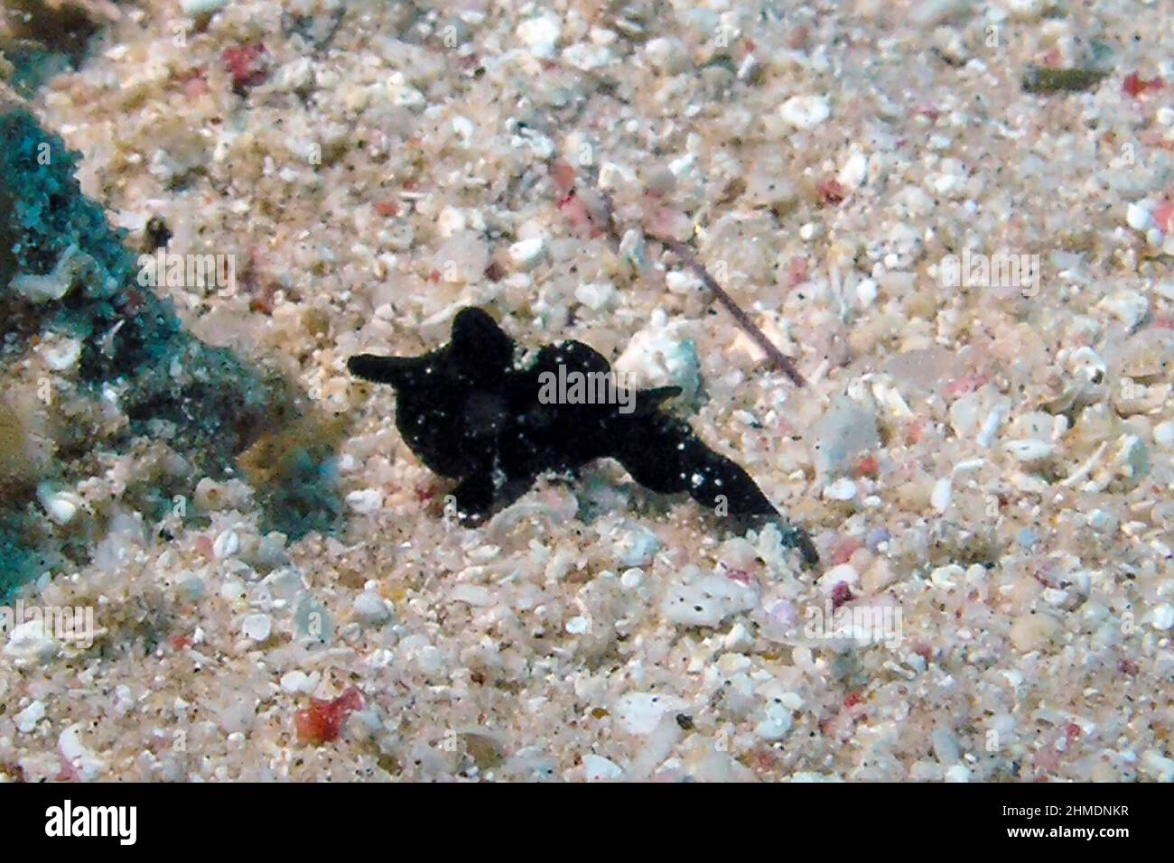 A Black Dendrodoris (Dendrodoris nigra) in the Red Sea, Egypt Stock Photo