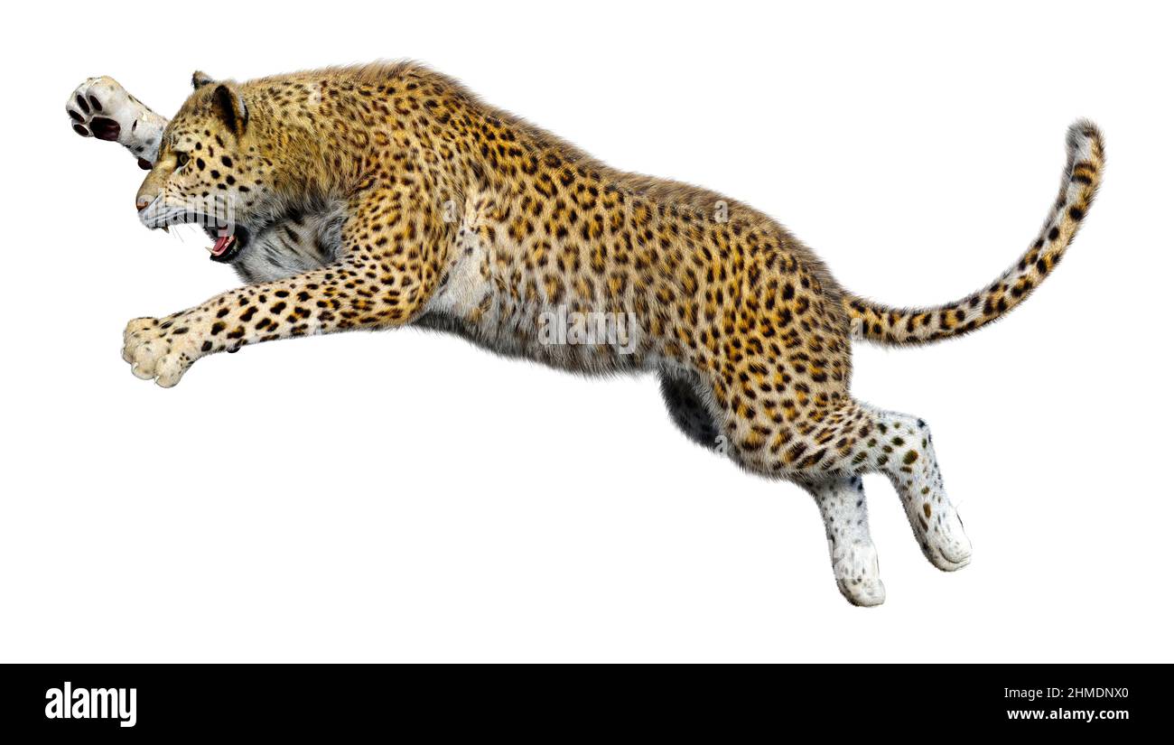 3D rendering of a big cat leopard isolated on white background Stock ...
