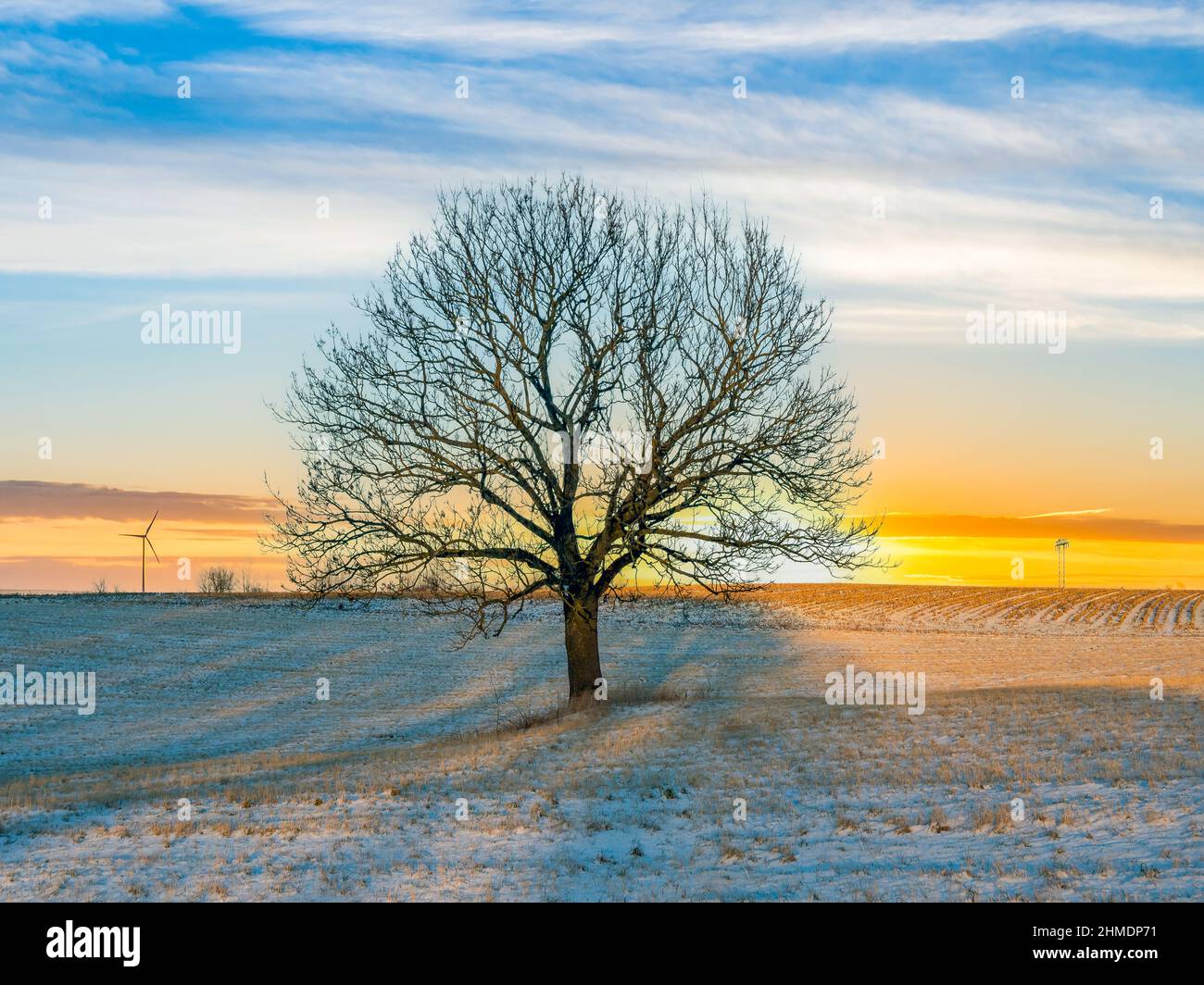 Wintry tree in the afterglow Stock Photo