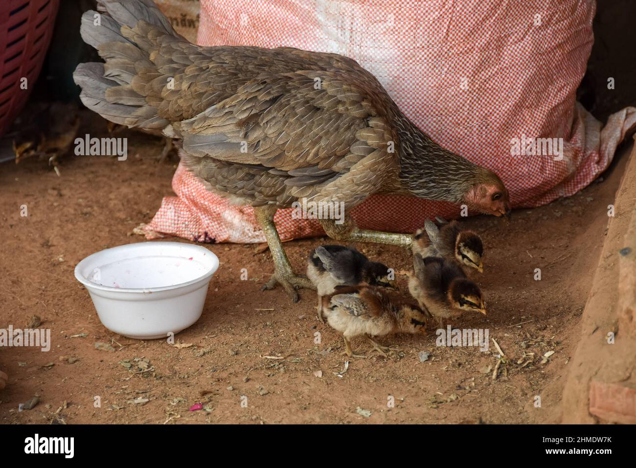 A chicken with four small chicks pecking grain Stock Photo