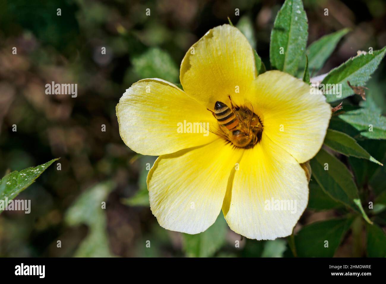 Bee on sulphur alder flower (Turnera subulata Stock Photo