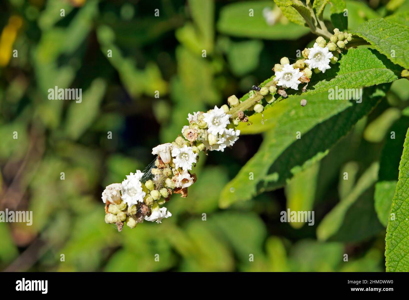 Black sage or wild sage flowers (Varronia curassavica or Cordia curassavica) on tropical forest Stock Photo