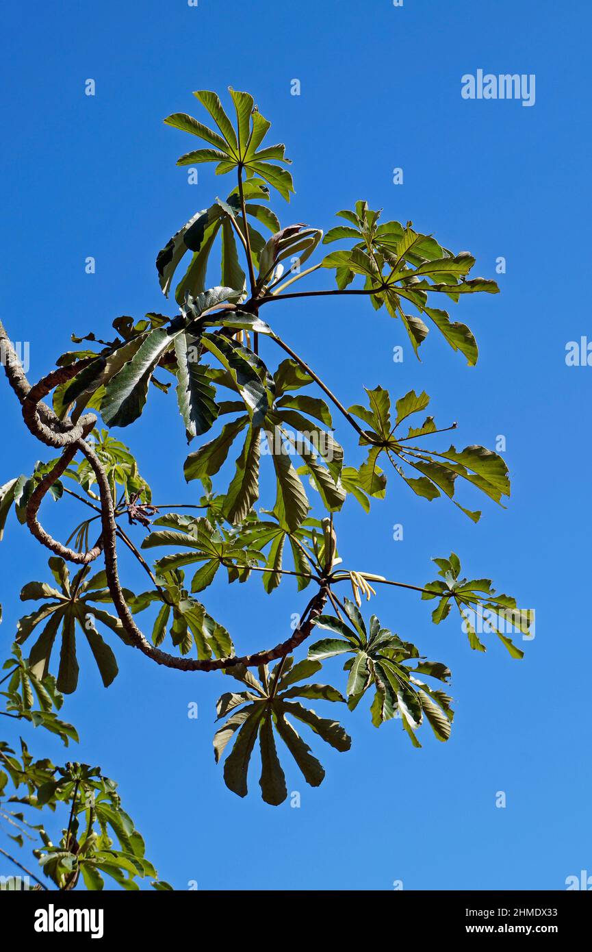 Snakewood tree (Cecropia peltata), Rio de Janeiro Stock Photo Alamy