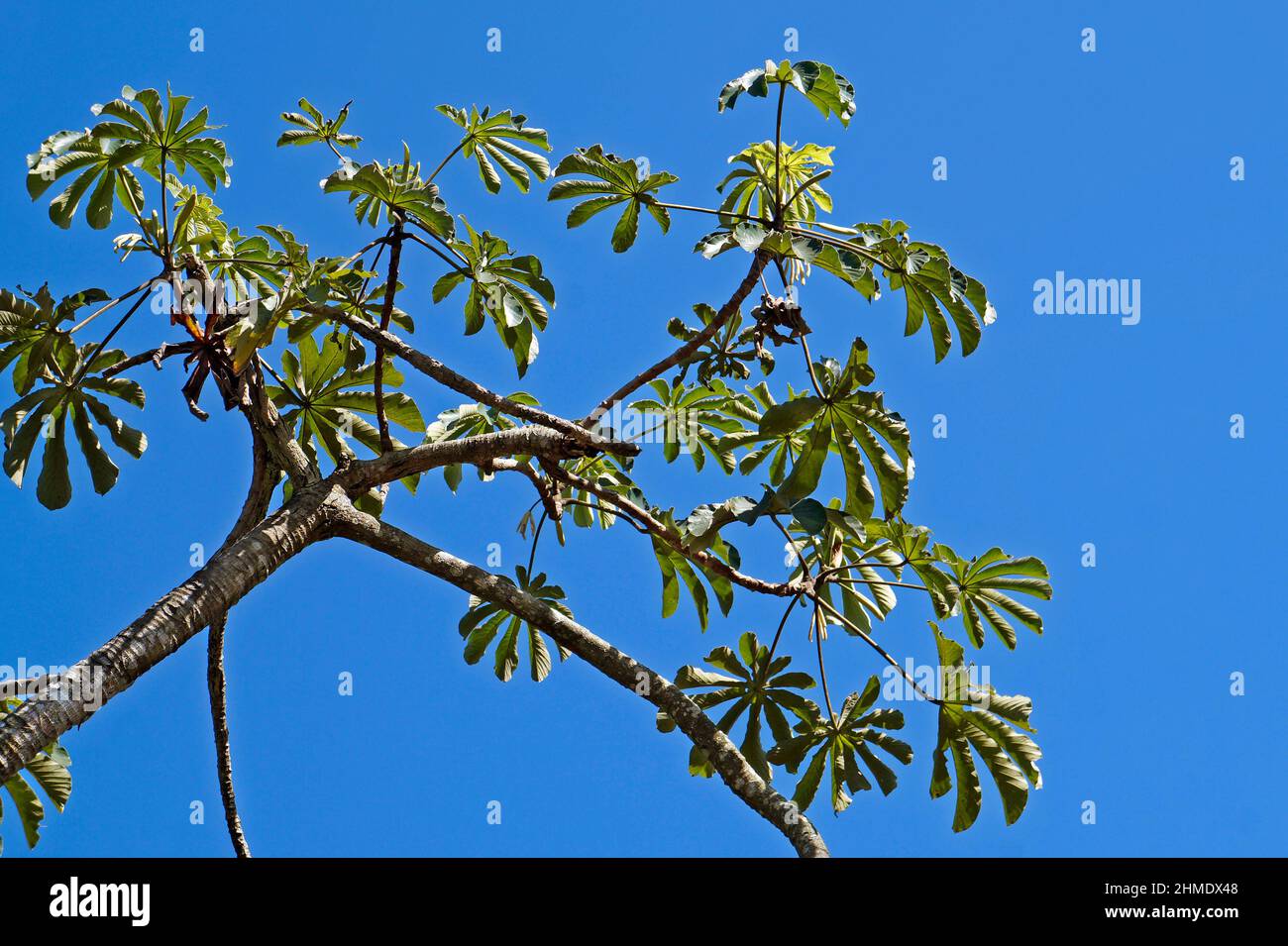 Snakewood tree (Cecropia peltata), Rio de Janeiro Stock Photo