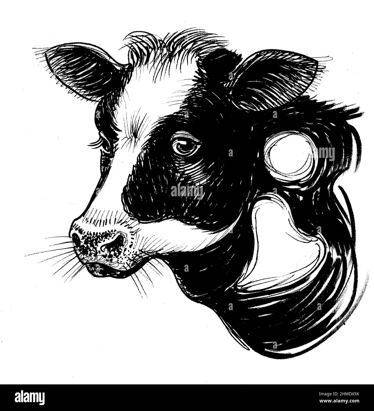 Cow's head. Ink black and white drawing Stock Photo Alamy