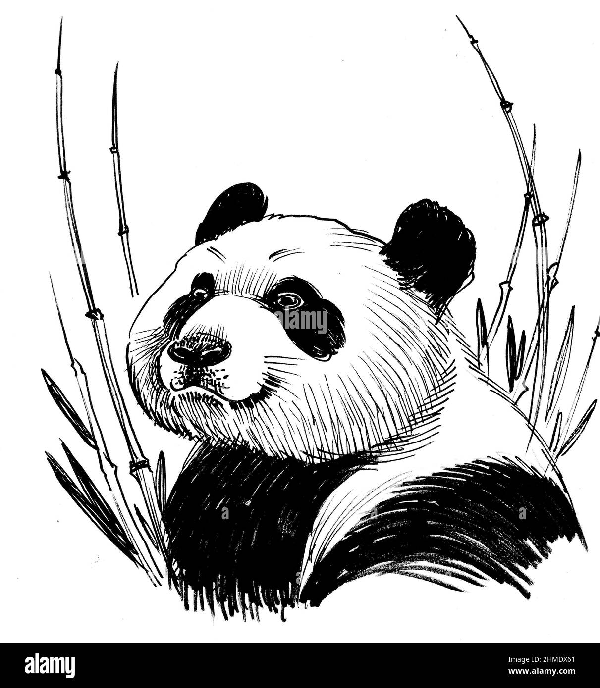 pintura panda  Panda drawing, Panda sketch, Panda art