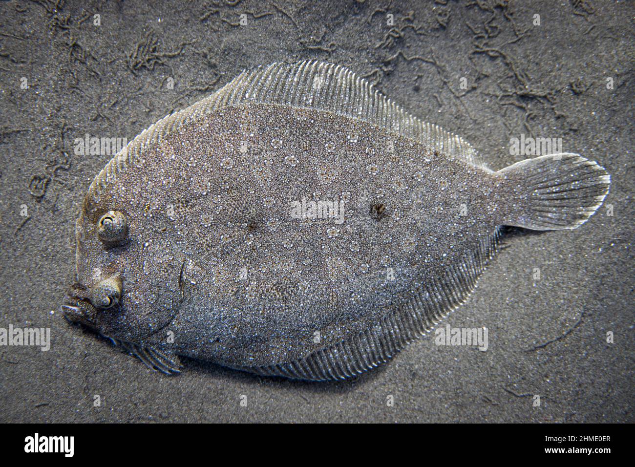 Close-up of flatfish hiding on sand sea bottom Stock Photo