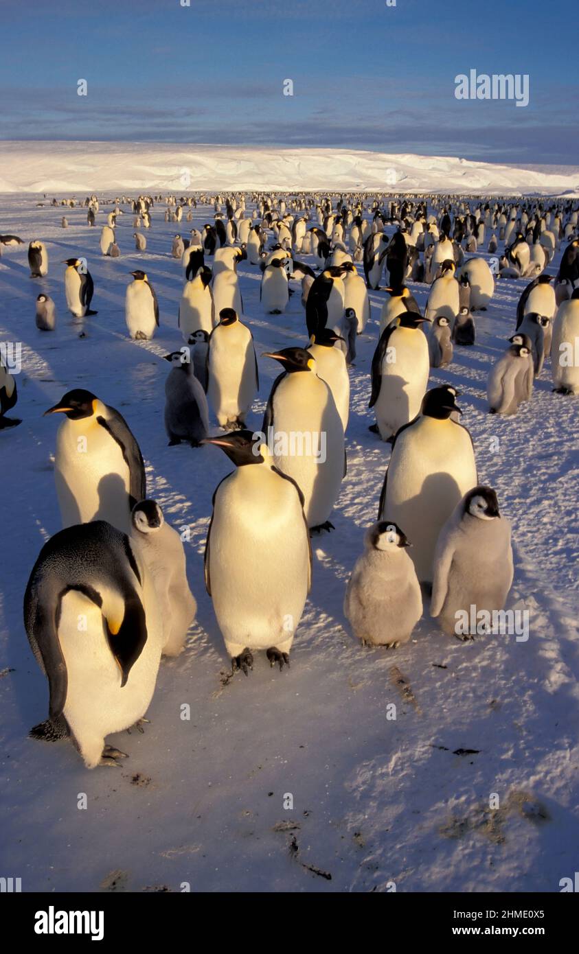 Emperor penguins (Aptenodytes forsteri), Dawson-Lambton glacier ...