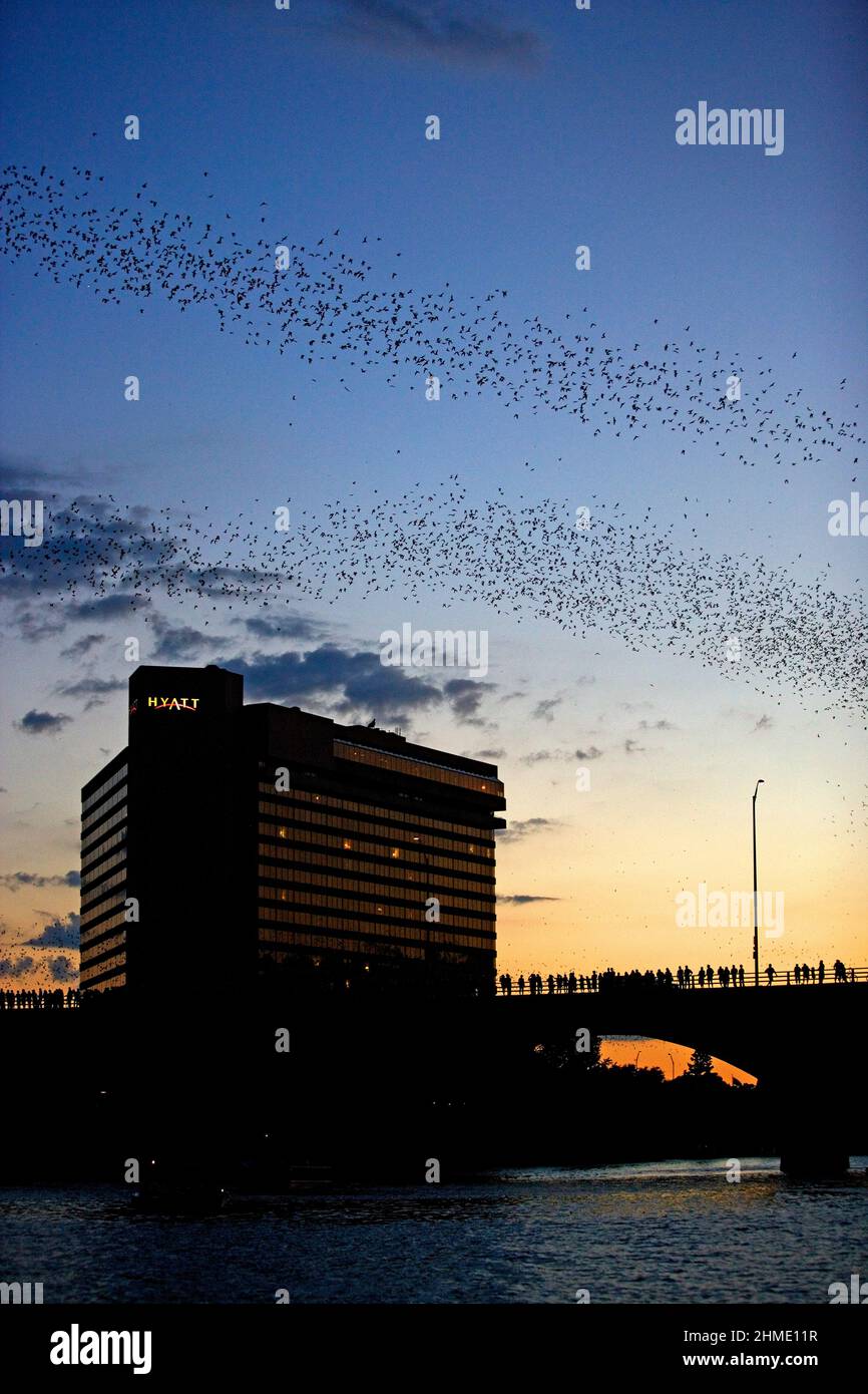 World's largest urban bat colony, Austin, Texas, USA Stock Photo Alamy