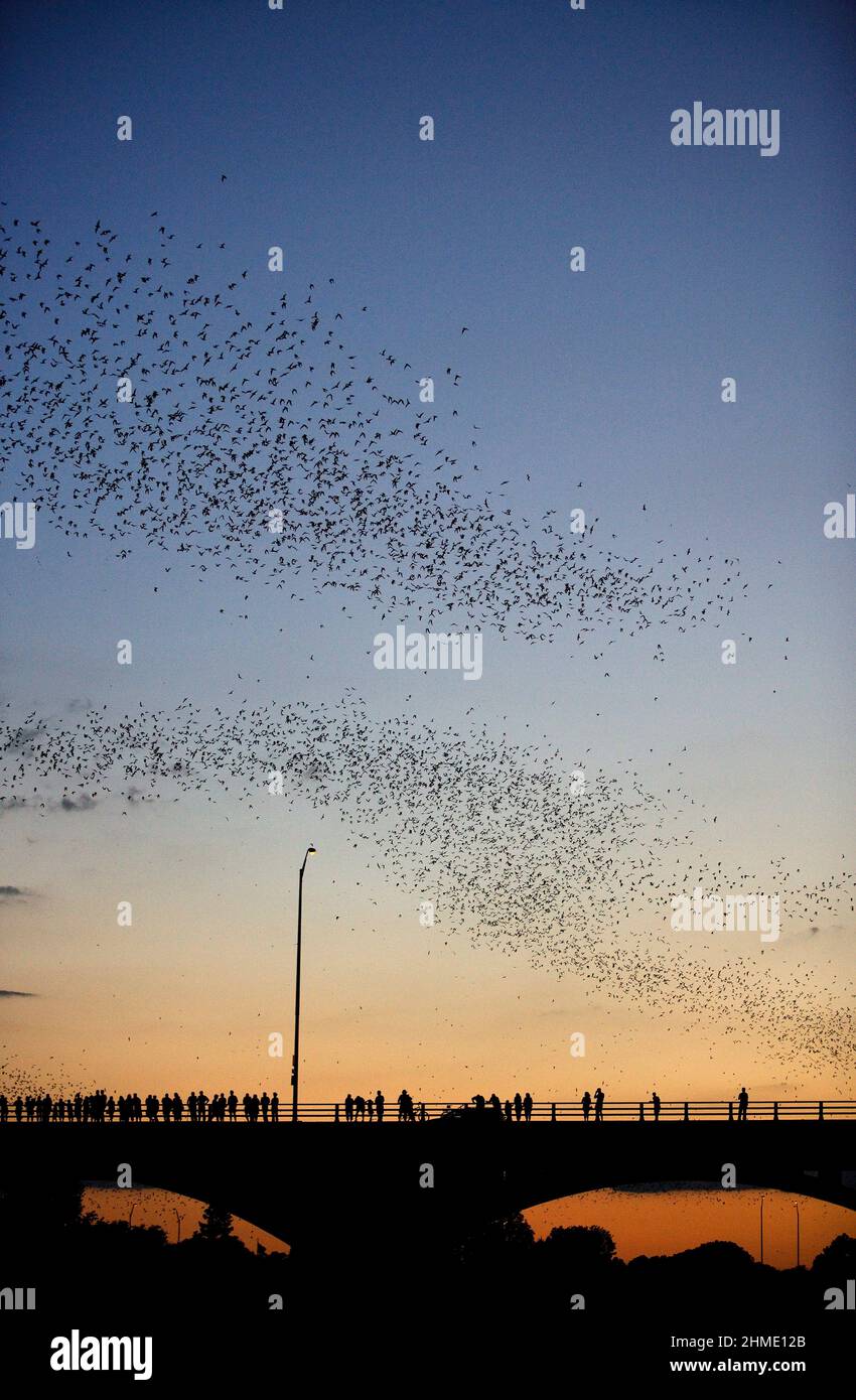 World's largest urban bat colony, Austin, Texas, USA Stock Photo Alamy