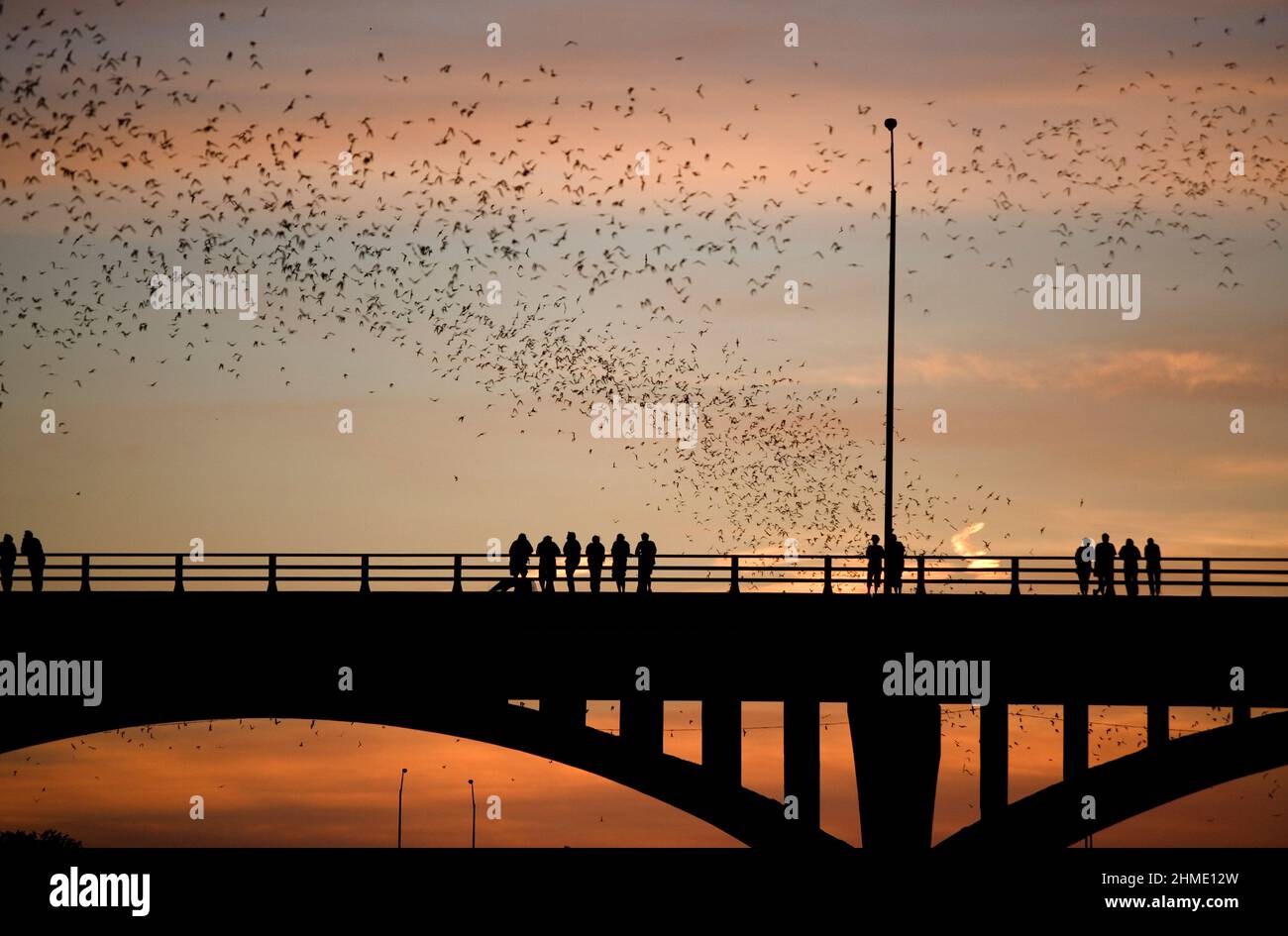 World's largest urban bat colony, Austin, Texas, USA Stock Photo Alamy