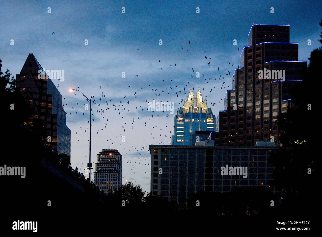 World's largest urban bat colony, Austin, Texas, USA Stock Photo Alamy