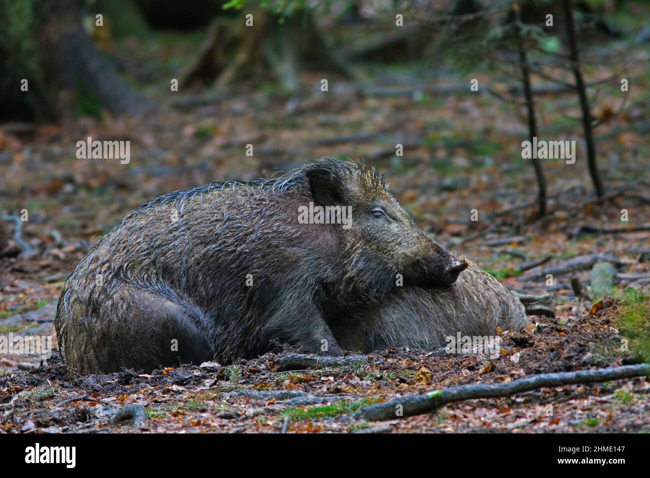 Bavarian Forest National Park (Nationalpark Bayerischer Wald) Germany