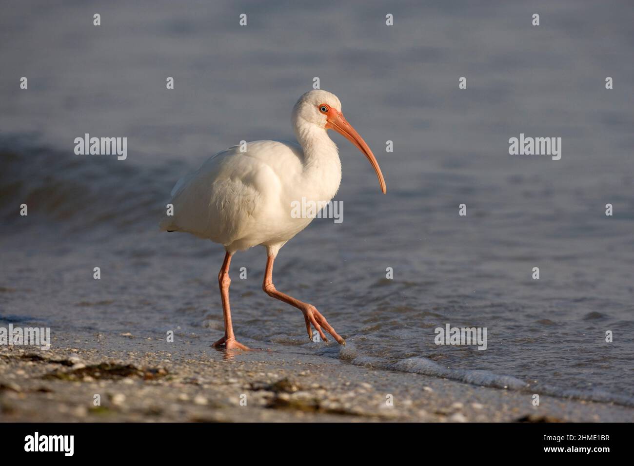 De Soto Park beach, near Tampa, Florida, USA Stock Photo Alamy