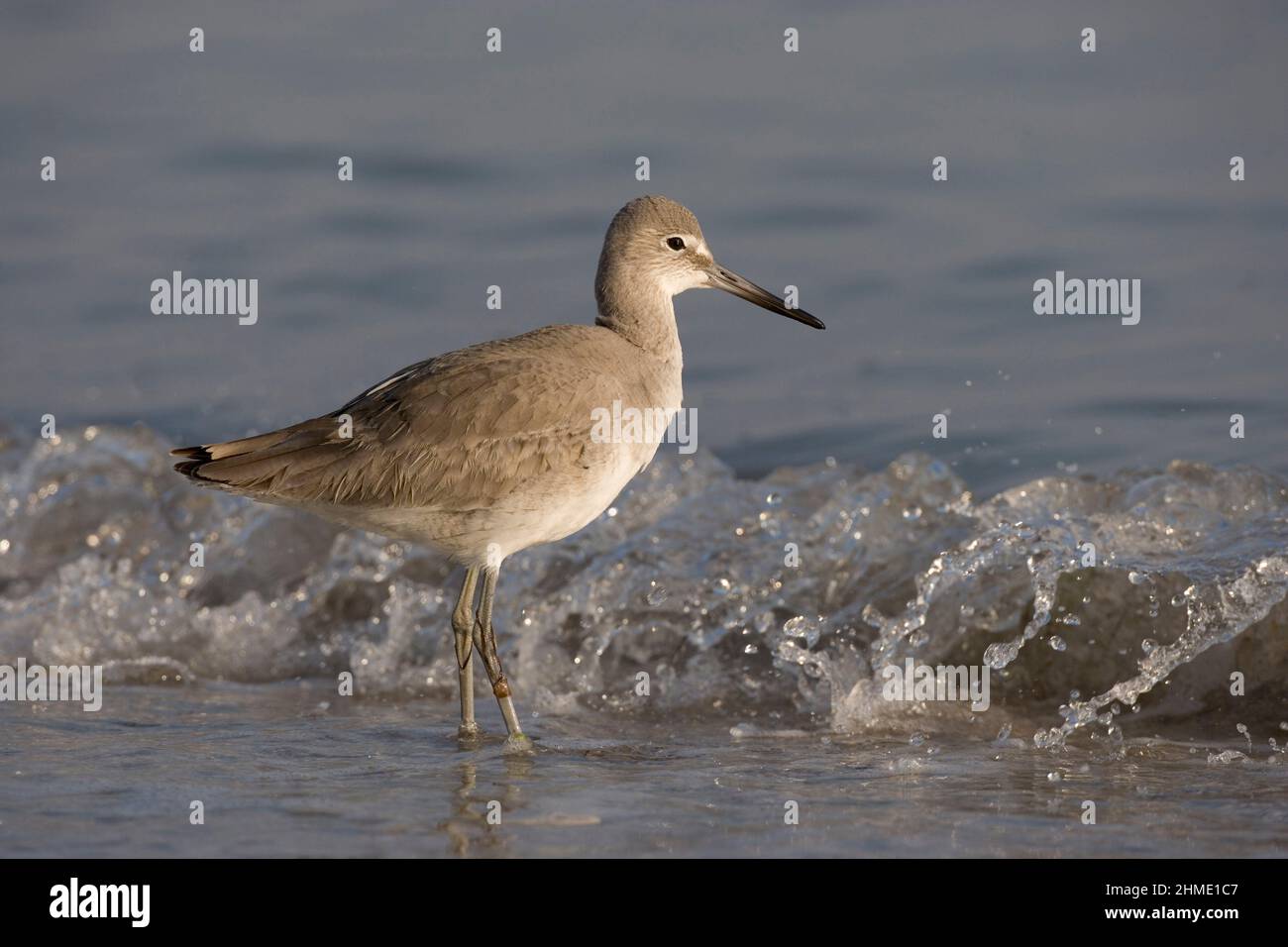 De Soto Park beach, near Tampa, Florida, USA Stock Photo Alamy