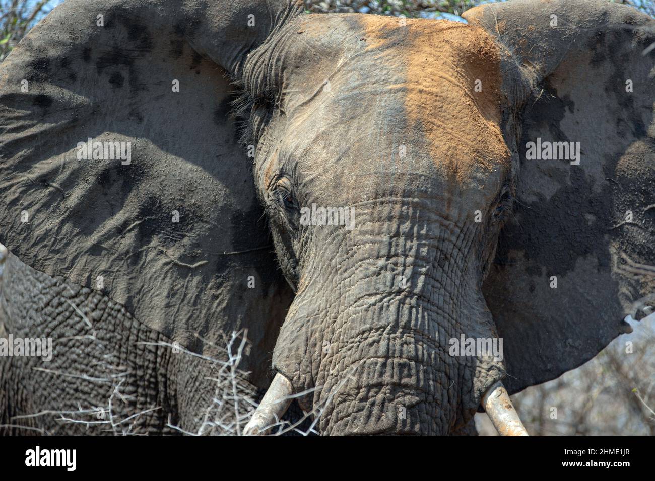 African Elephant in Kruger National Park in South Africa RSA Stock Photo