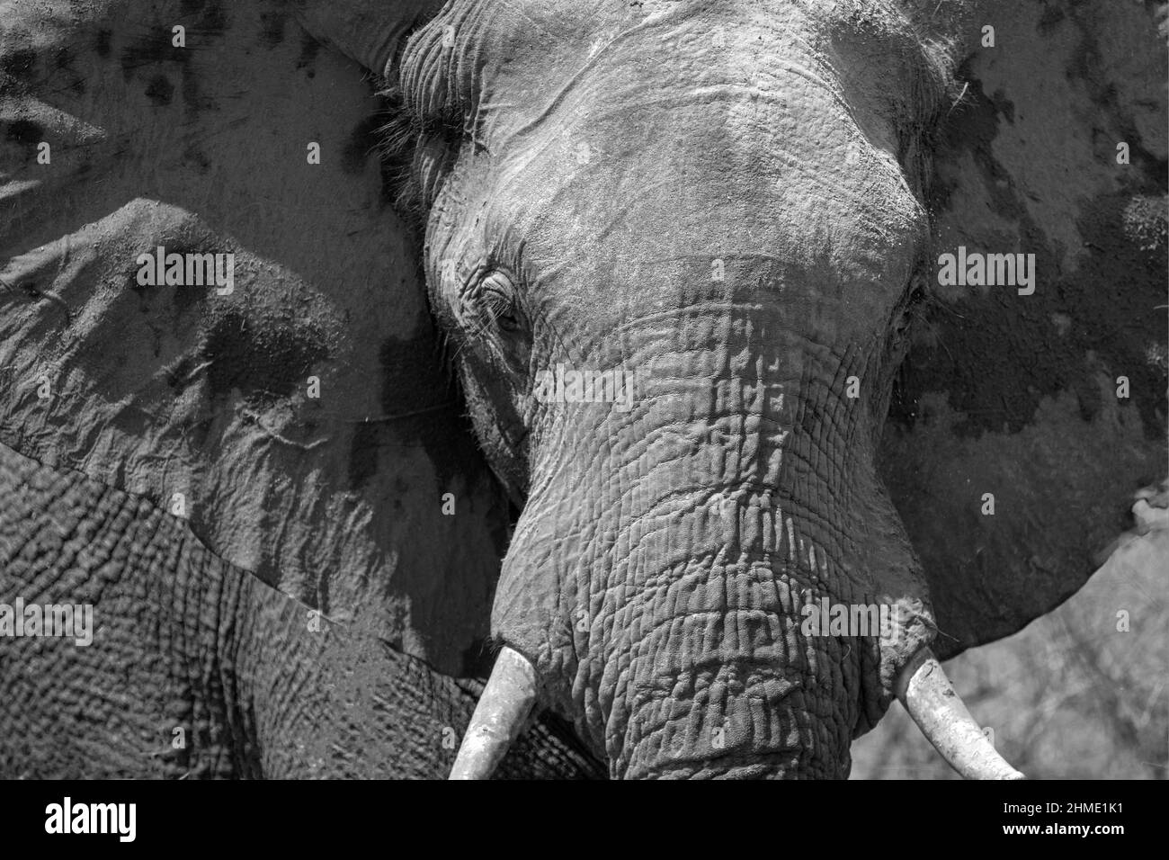 African Elephant Bull head in Kruger National Park in South Africa RSA in black and white Stock Photo