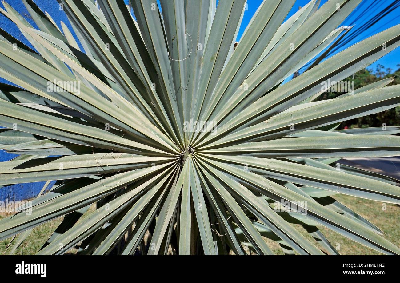 Fan leaf tree hires stock photography and images Alamy
